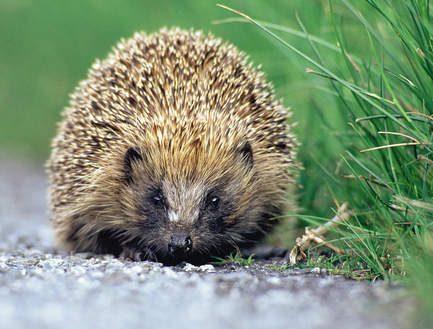 Hedgehog © Darin Smith - Sussex Wildlife Trust.jpg